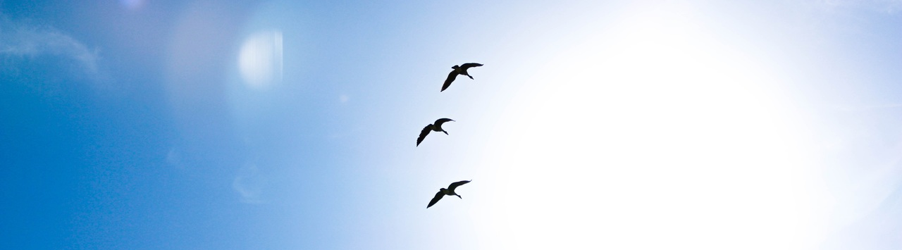 Contact Us birds Blue sky, clear day. Contact us for clarity and focus